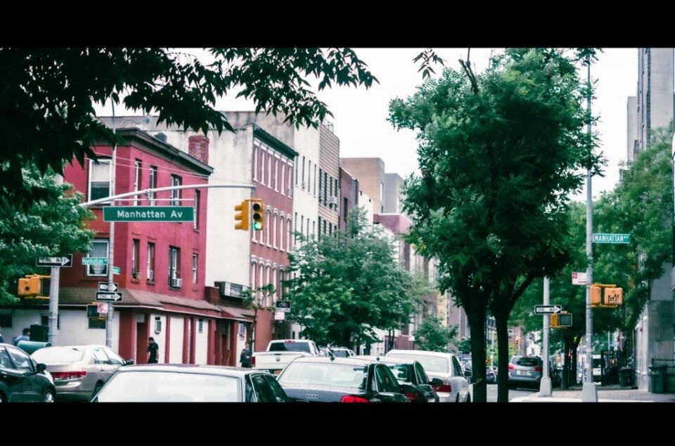 Lush trees create a striking contrast amidst the urban jungle of a New York City intersection.