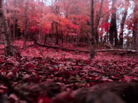 The Crimson Forest