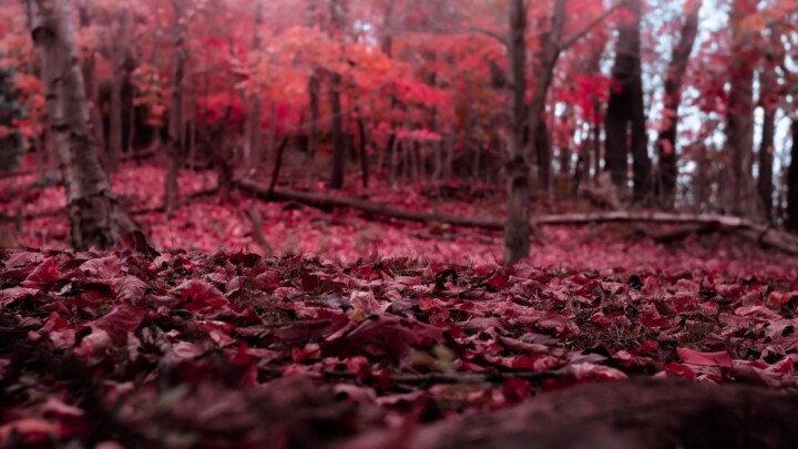 The Crimson Forest