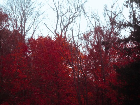 The Crimson Forest