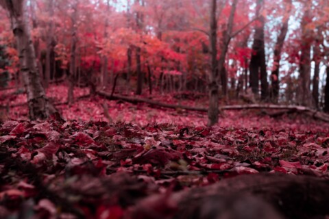 The Crimson Forest
